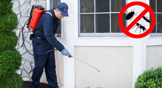 Pendik Böcek ve Haşere İlaçlama böcek ilaçlama ve haşere kontrolü — ilaclama-tr.com